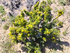 Oxalis virgosa