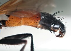 Cylindromyia brassicaria