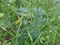 Lathyrus pisiformis