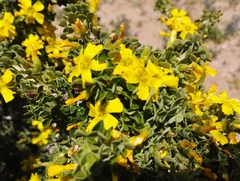 Oxalis virgosa