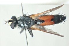 Cylindromyia brassicaria