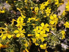 Oxalis virgosa