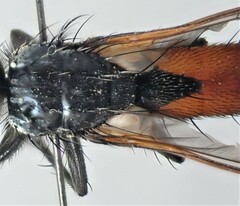 Cylindromyia brassicaria