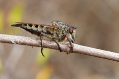 Promachus vexator