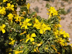Oxalis virgosa