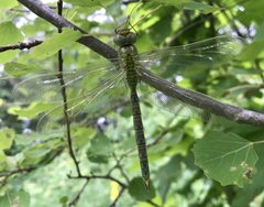 Aeshna viridis