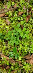 Vaccinium cespitosum