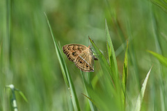 Junonia almana