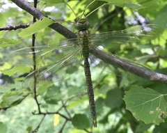 Aeshna viridis