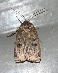 Abagrotis alternata