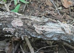 Aleurodiscus oakesii