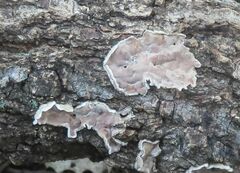 Aleurodiscus oakesii