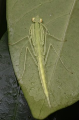 Sinomantis denticulata