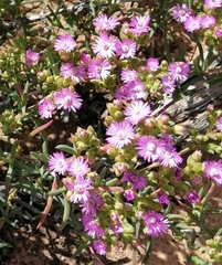 Ruschia macowanii