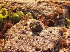 Niveotectura pallida