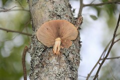 Cyclocybe parasitica