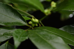 Euonymus laxiflorus