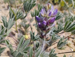 Lupinus microcarpus