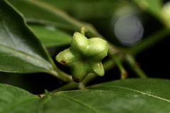 Euonymus laxiflorus