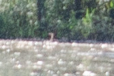 Podilymbus podiceps