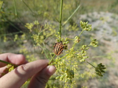 Graphosoma semipunctatum