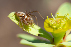 Oxyopes kraepelinorum