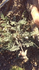 Astragalus malacus