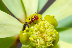 Crematogaster alluaudi