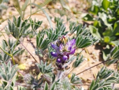 Lupinus microcarpus
