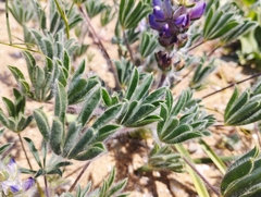 Lupinus microcarpus
