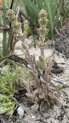 Crassula tomentosa