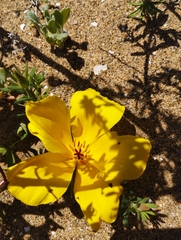 Balbisia peduncularis