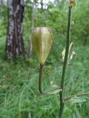 Lilium martagon pilosiusculum
