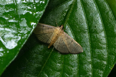 Herpetogramma licarsisalis