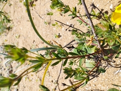 Balbisia peduncularis