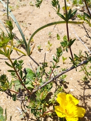 Balbisia peduncularis