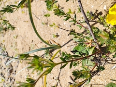 Balbisia peduncularis