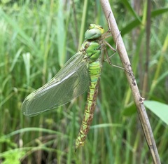 Aeshna viridis