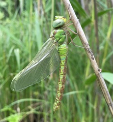 Aeshna viridis