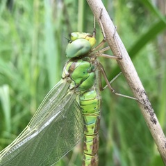 Aeshna viridis