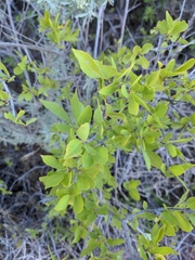 Forestiera pubescens
