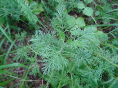 Artemisia pontica