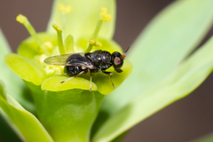 Alliophleps elliptica