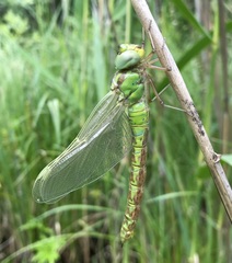 Aeshna viridis