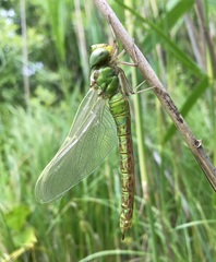 Aeshna viridis
