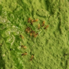 Tapinoma melanocephalum