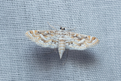 Parapoynx diminutalis
