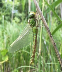 Aeshna viridis
