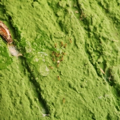 Tapinoma melanocephalum