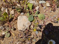 Cistanthe arenaria